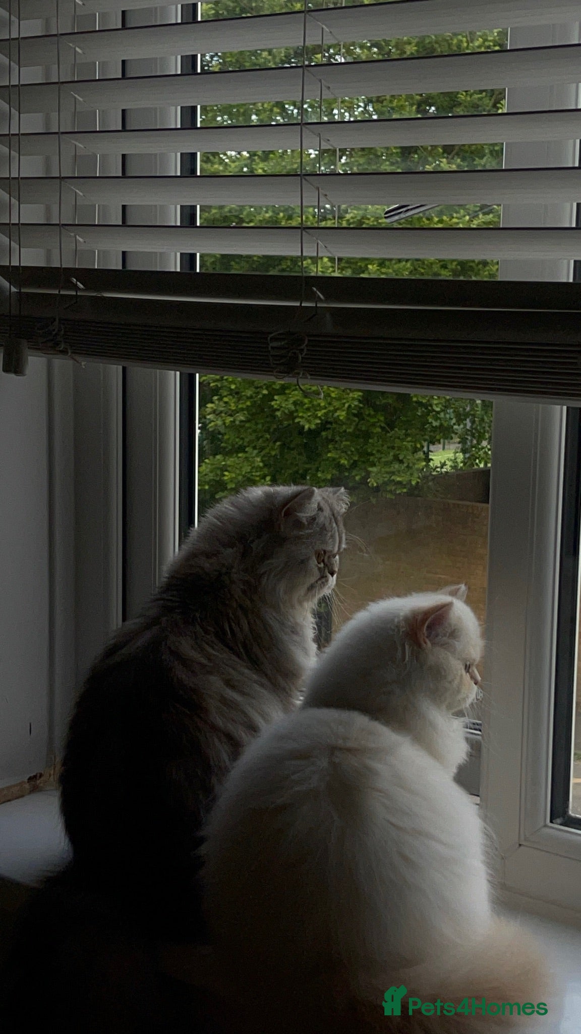 Persian cats 2 Persian cats - Advert 1