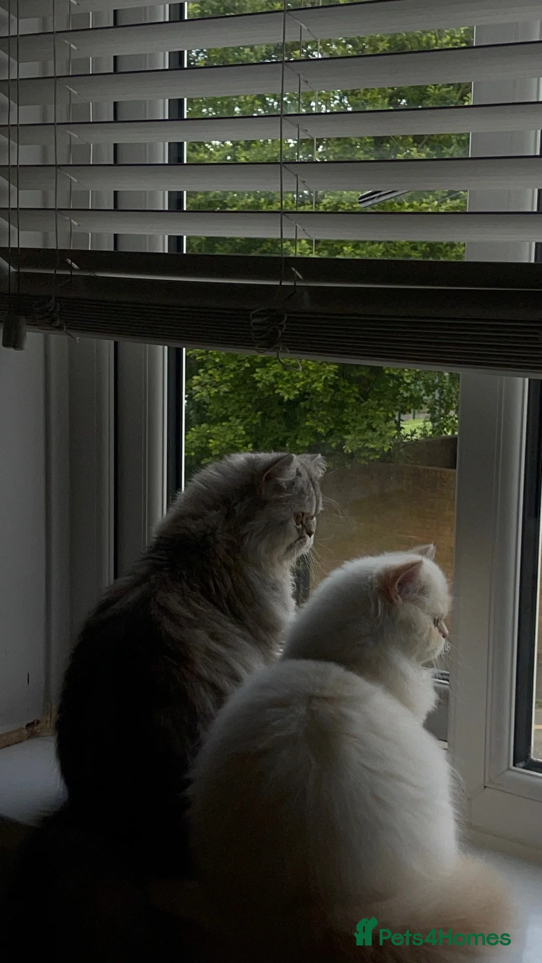 Persian cats for stud: 2 Persian cats in Bradford - Advert 1