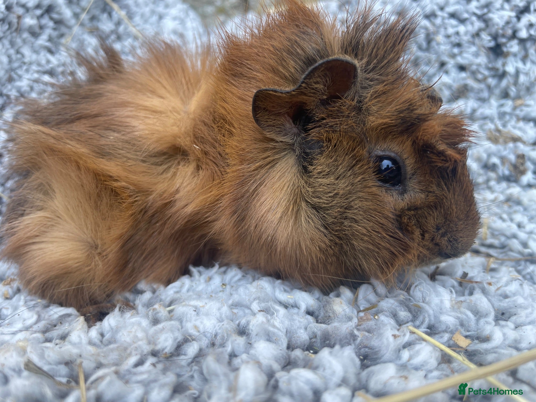 Guinea Pig rodents Gorgeous guinea pig girls  - Advert 12