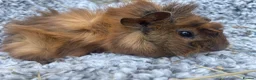 Guinea Pig rodents for sale: Gorgeous guinea pig girls  - Advert 1