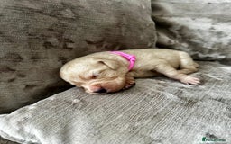 Mixed Breed dogs for sale: Beautiful litter of golden labradoodles - Image 19