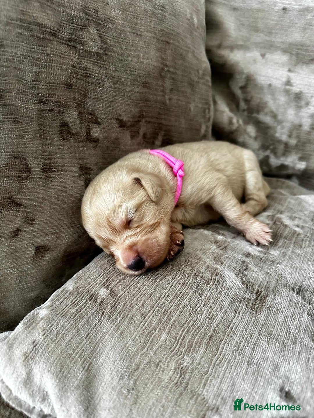 Mixed Breed dogs for sale: Beautiful litter of golden labradoodles - Image 19