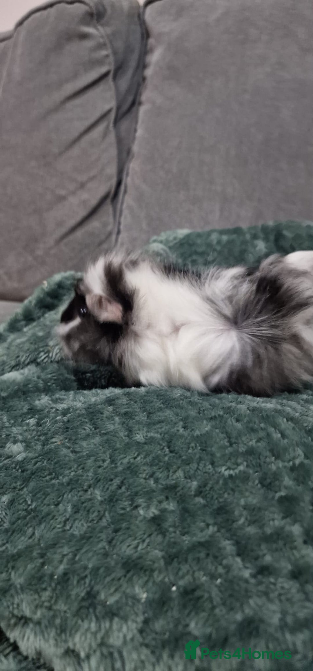 Guinea Pig rodents for sale: Male guineapigs  - Advert 3