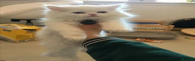 Persian 1