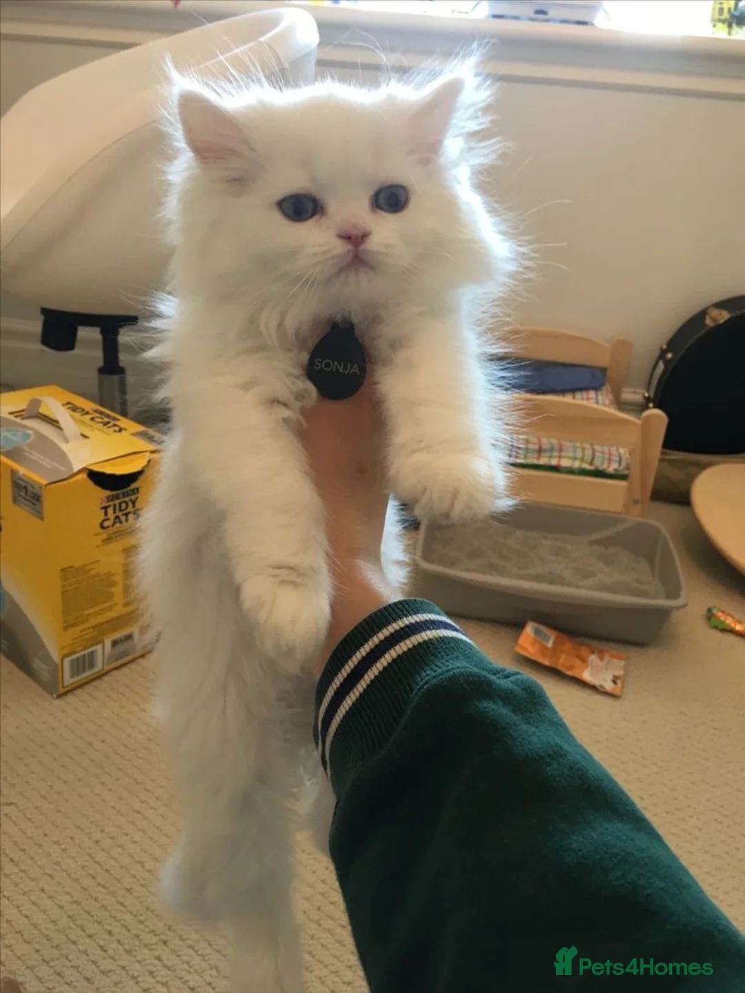 Persian cats for sale: fluffy Persian kittens in Manchester - Advert 3