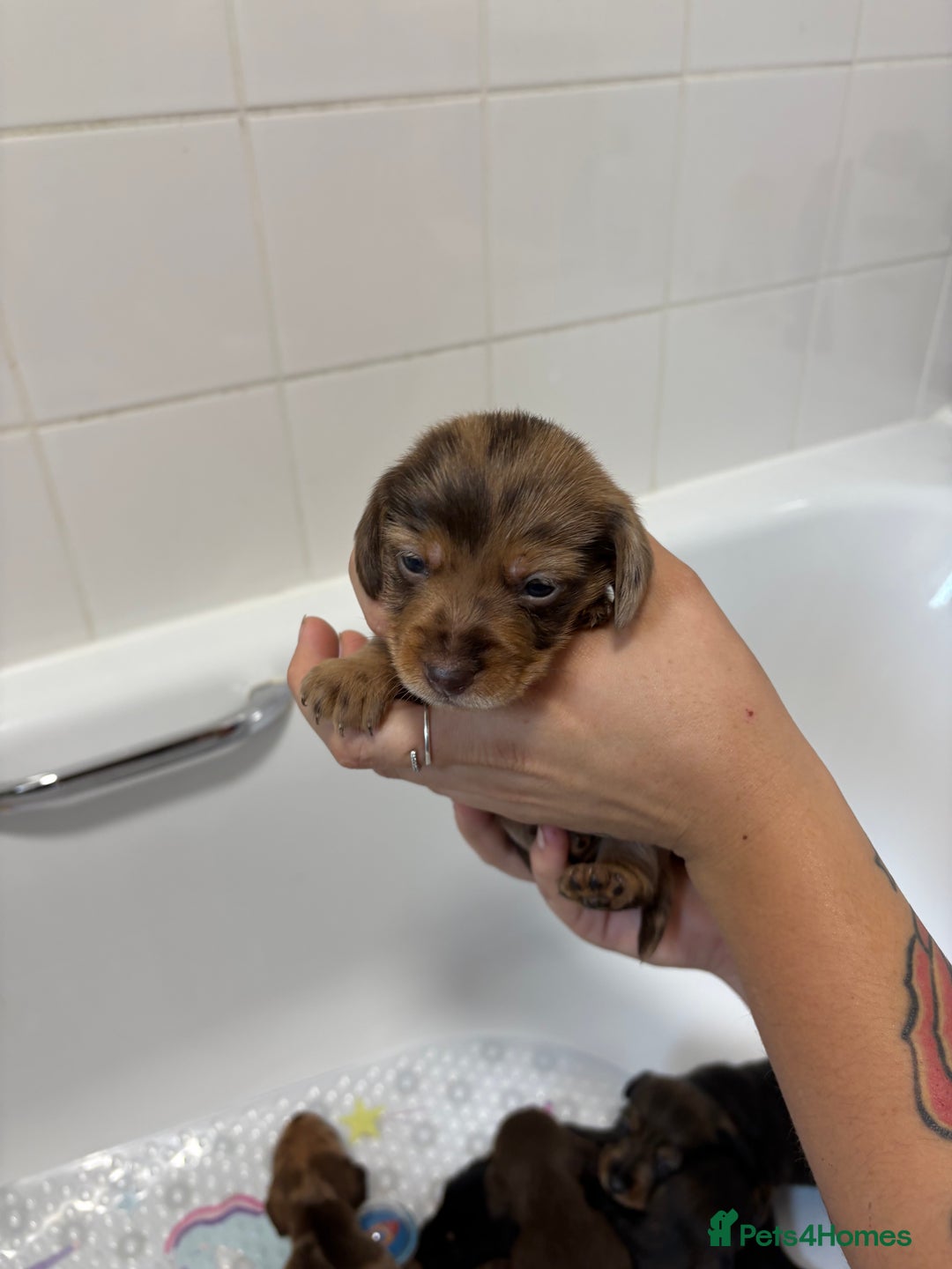 Mixed Breed dogs for sale: Dorkie puppies - Image 11