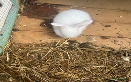 English Lop rabbits for sale: Baby lops for sale - Image 2