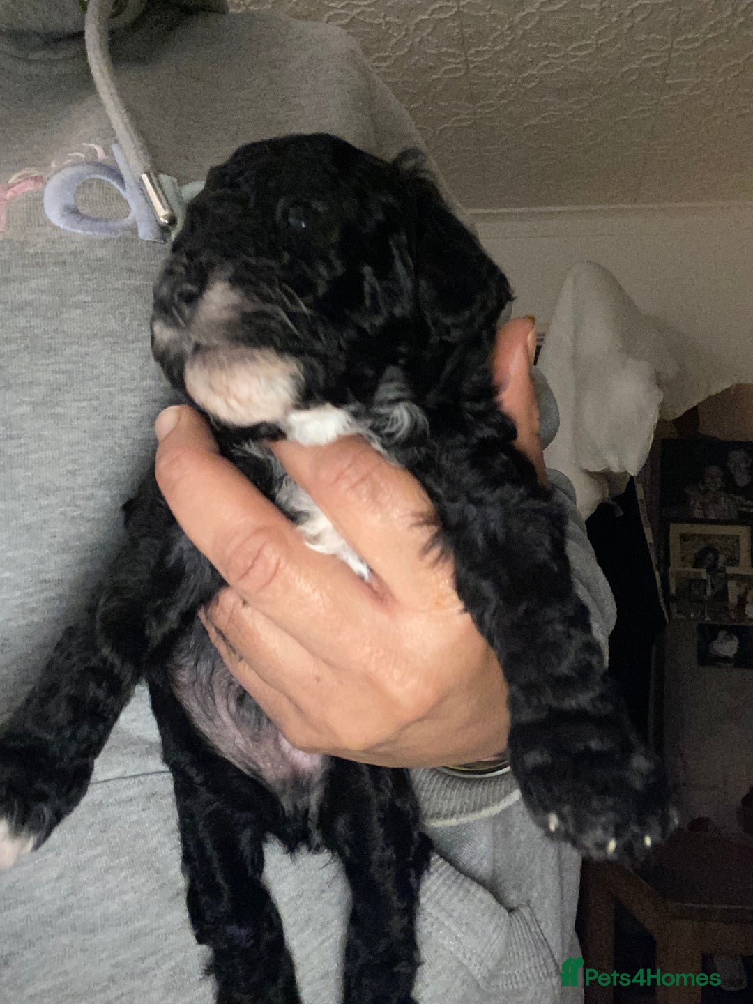 Miniature Poodle dogs for sale: Beautiful Miniature/Toy poodles  - Advert 36