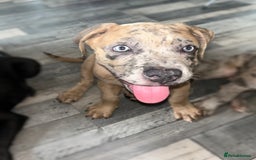 Mixed Breed dogs for sale: Cane corso / American bully Puppies  - Image 4