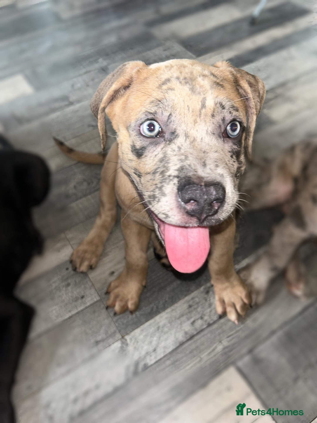Mixed Breed dogs for sale: Cane corso / American bully Puppies  - Image 4