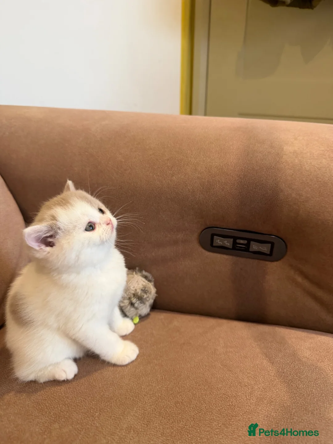 British Shorthair cats for sale: Beautiful BSH Blue & White Male Babies - Advert 2