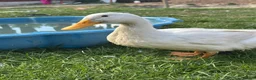 Ducks poultry for sale: 3 Cherry Valley Ducks - Advert 16