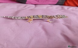 Leopard Gecko reptiles for sale: Baby's leopard geckos  in Rochester - Image 13