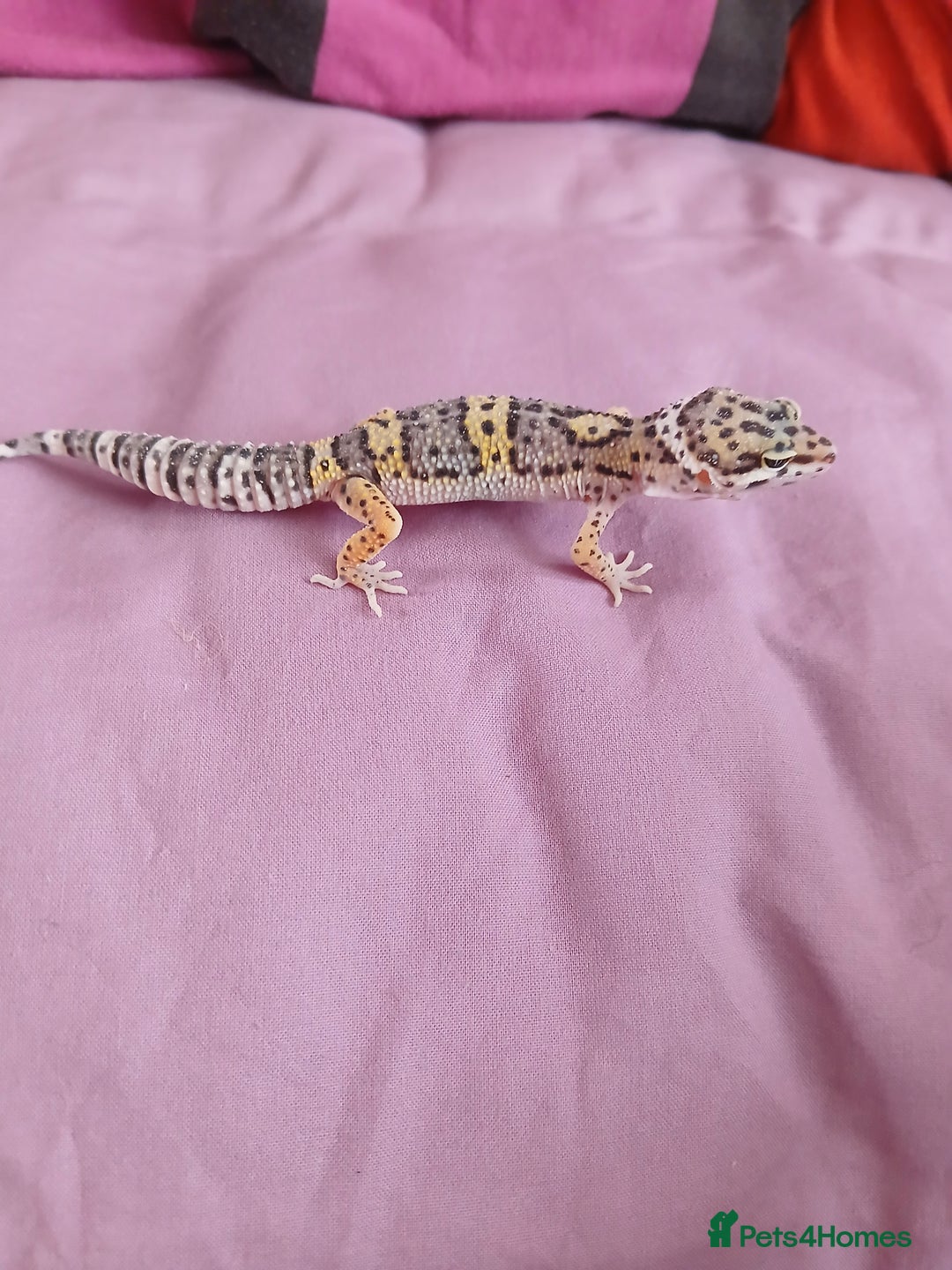 Leopard Gecko reptiles for sale: Baby's leopard geckos  in Rochester - Image 13