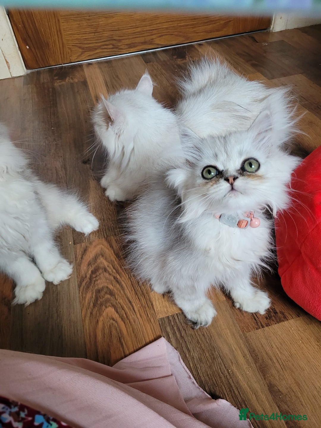 Persian cats for sale: Persian kittens - Image 5