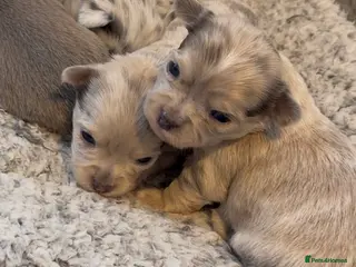 Chihuahua dogs Stunning litter of mixed Merle and Lilac fawn - Advert 7