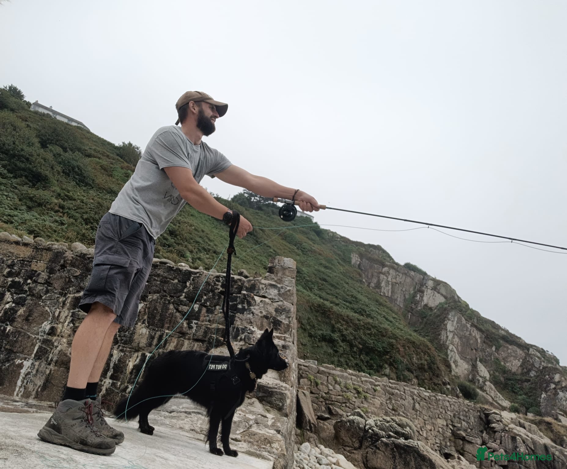 German Shepherd dogs Alpha - Advert 2