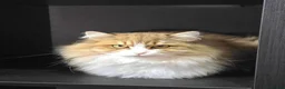 Siberian cats for sale: Pure Siberian kittens  - Advert 2