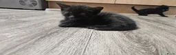 British Shorthair cats for sale: British short hair Kittens  - Advert 5