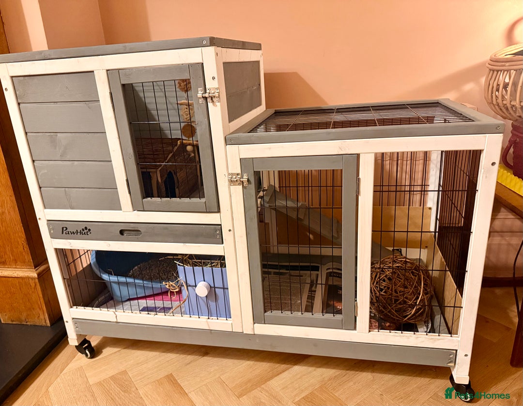 Mini Lop rabbits for sale: 2 amazing mini-lop baby brothers (10 weeks)  - Advert 9