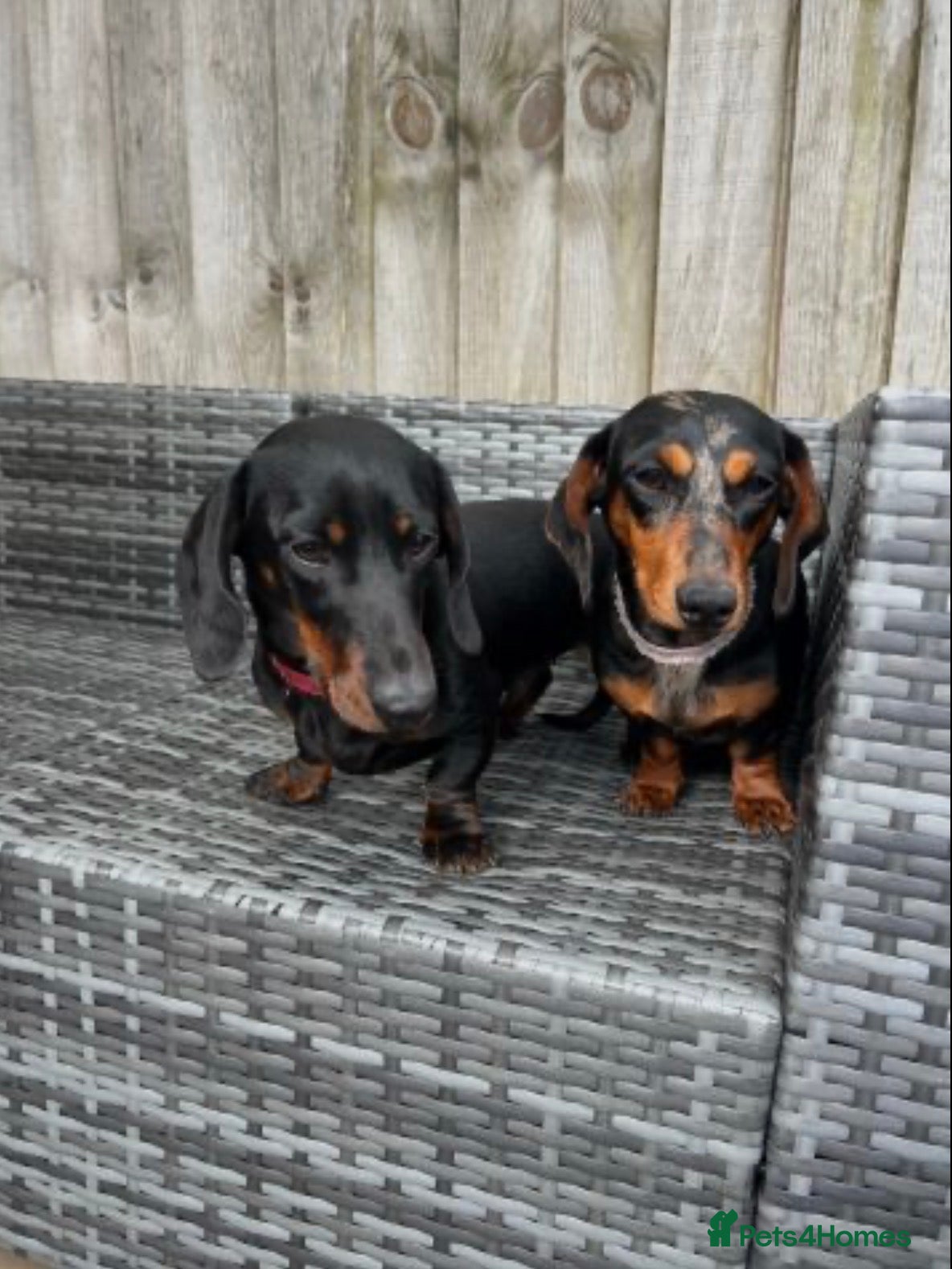Miniature Dachshund dogs Two miniature dachshunds - male & female 13 months - Advert 1