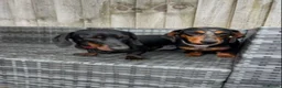 Miniature Dachshund dogs for sale: Two miniature dachshunds - male & female 13 months - Advert 1
