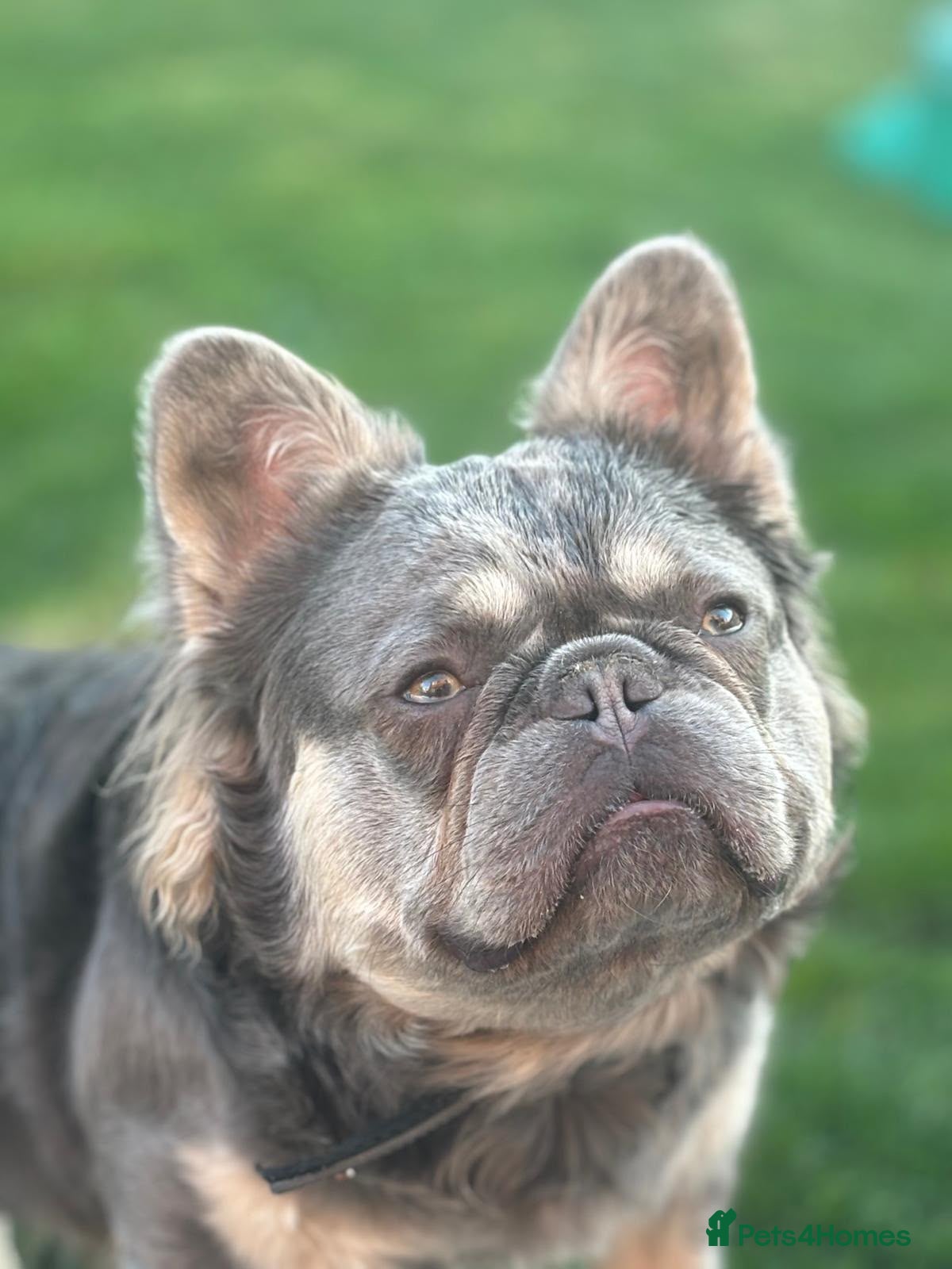 French Bulldog dogs Ernie the fluffy Frenchie for stud - Advert 1