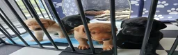 Labrador Retriever dogs for sale: Beautiful KC Registered Labrador Retreivers  - Advert 5