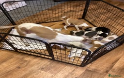 Whippet dogs for sale: Whippets  - Image 2