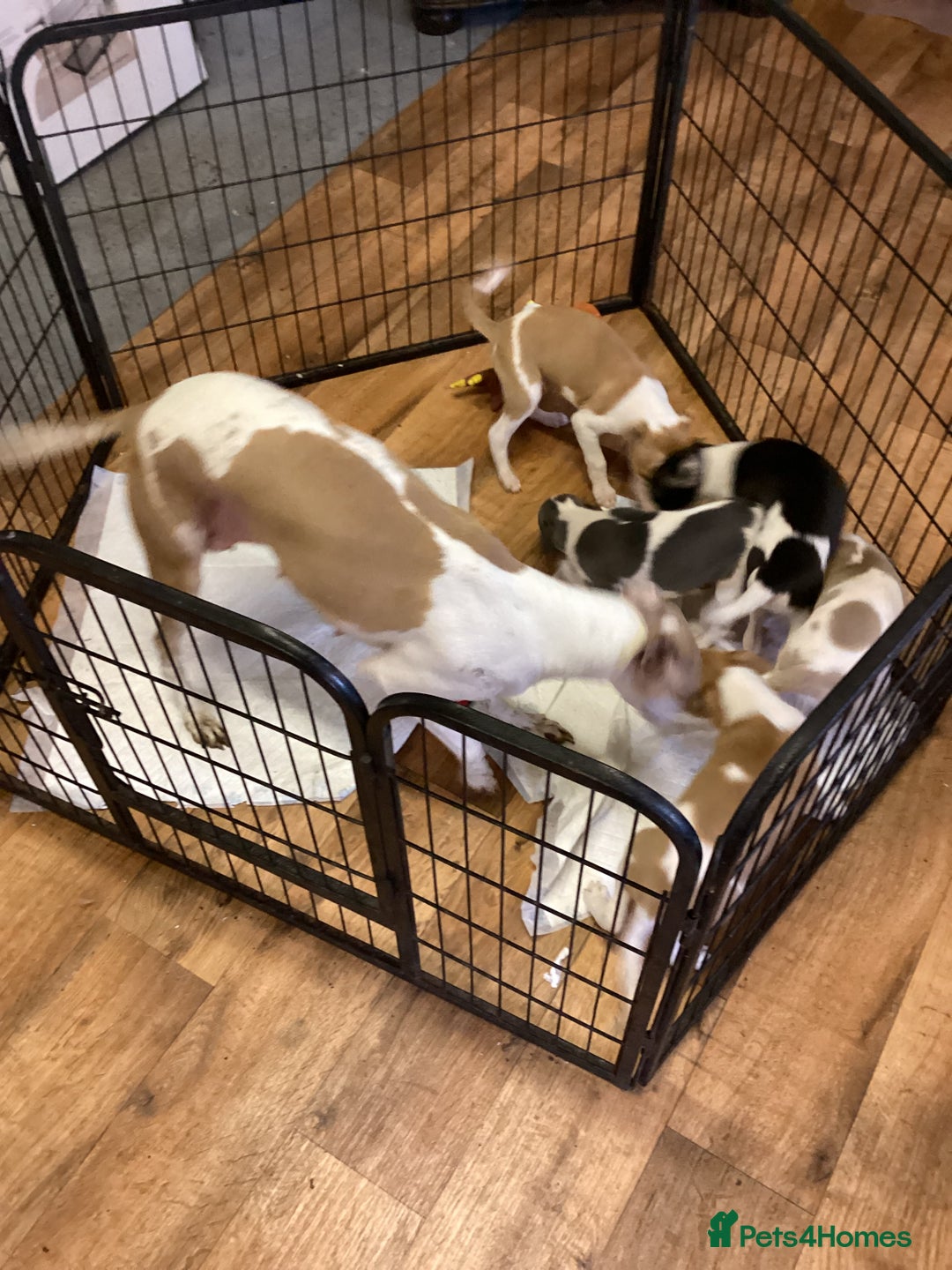 Whippet dogs for sale: Whippets  - Image 2