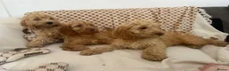 Cockapoo dogs for sale: Reduced ❗️❗️❗️Tiny toy cockapoo - Advert 4