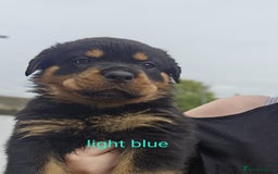 Rottweiler dogs for sale: Beautiful rottweiler puppies - Image 19