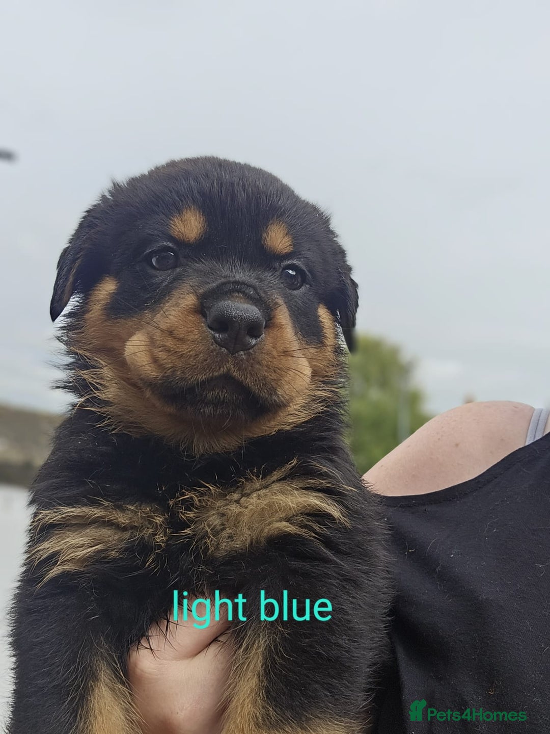Rottweiler dogs for sale: Beautiful rottweiler puppies - Image 19
