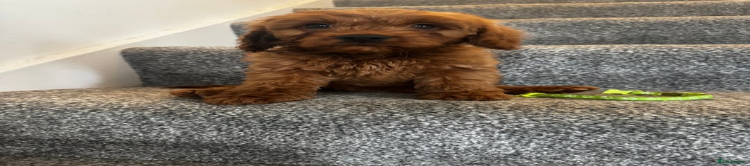 Cavapoo Puppy 2