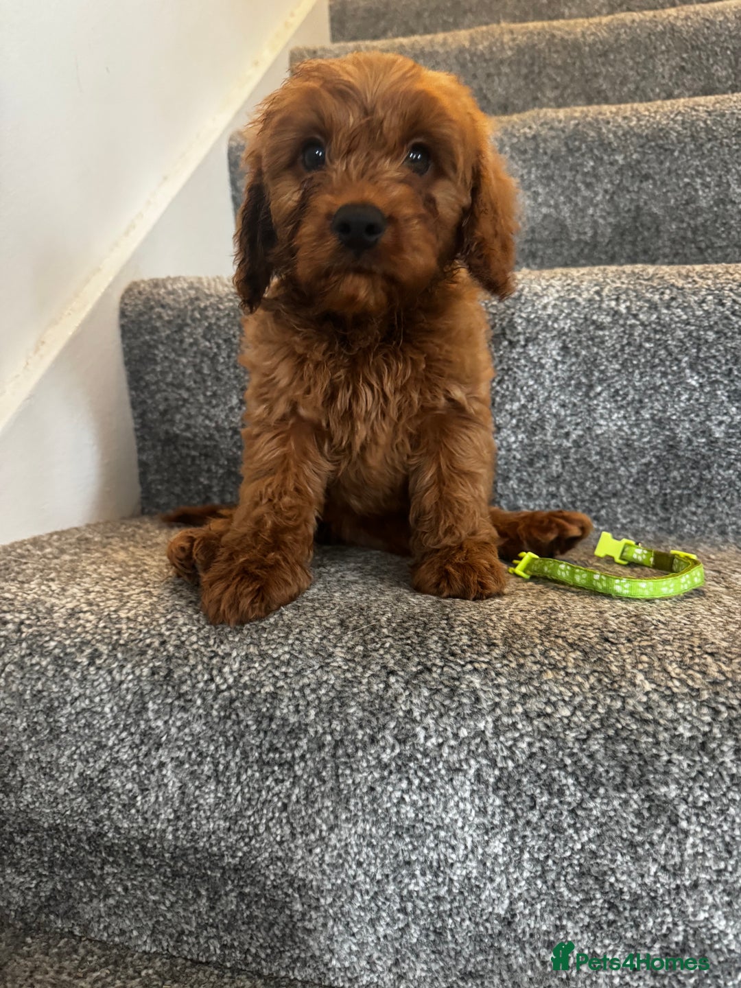 Cavapoo dogs for sale: cavapoo  - Image 19