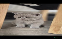 British Shorthair cats for sale: Top Quality GCCF British Shorthair Kittens!  - Image 13
