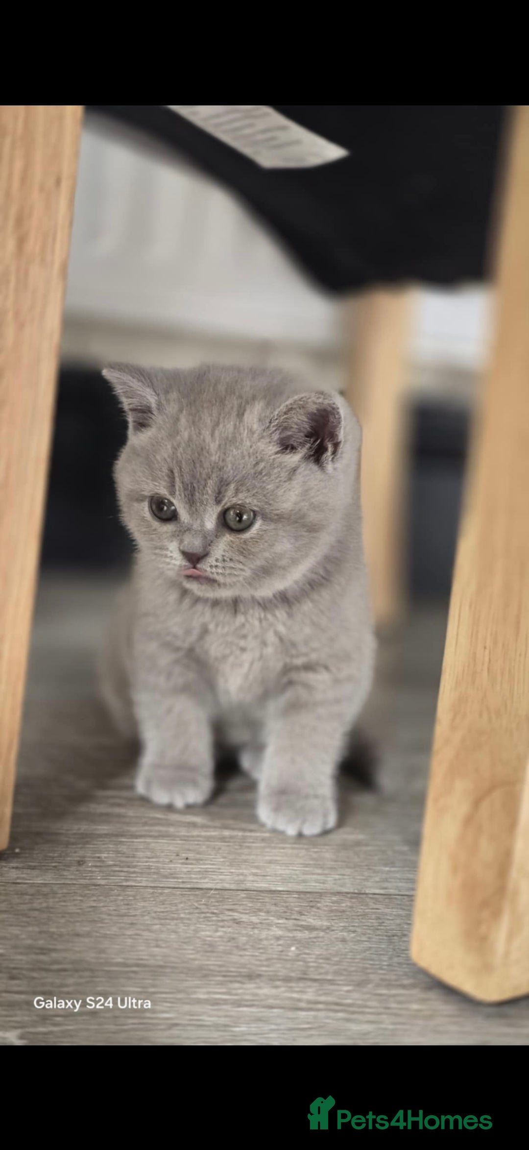 British Shorthair cats for sale: Top Quality GCCF British Shorthair Kittens!  - Image 13