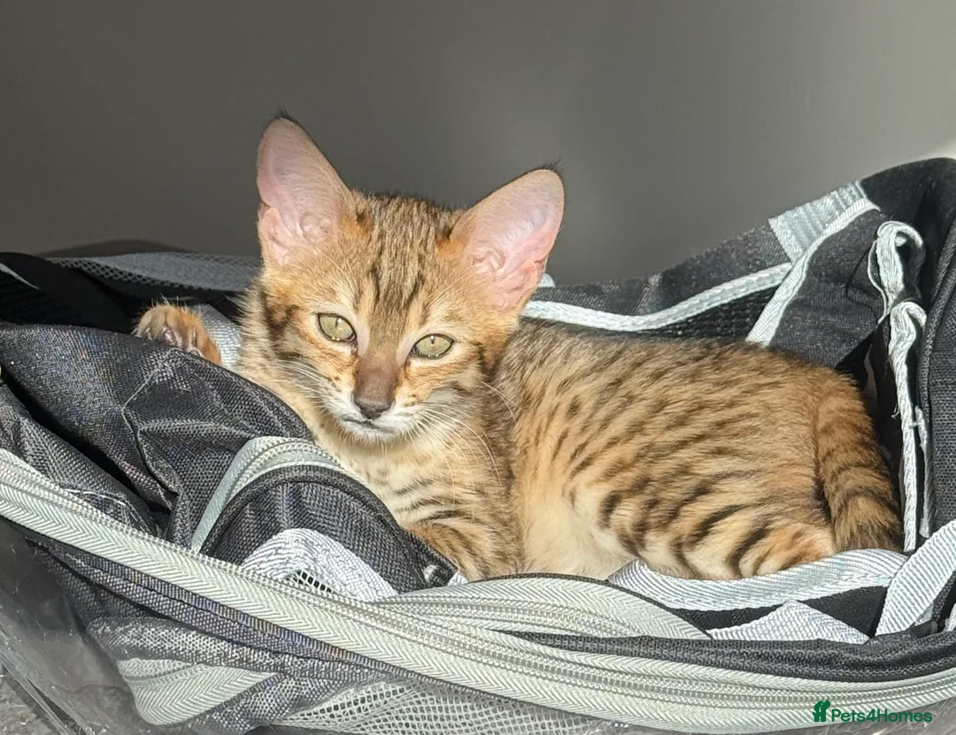 Savannah cats for sale: TICA F3 Savannah Kittens - Luxe Cat co. in Blackpool - Advert 19