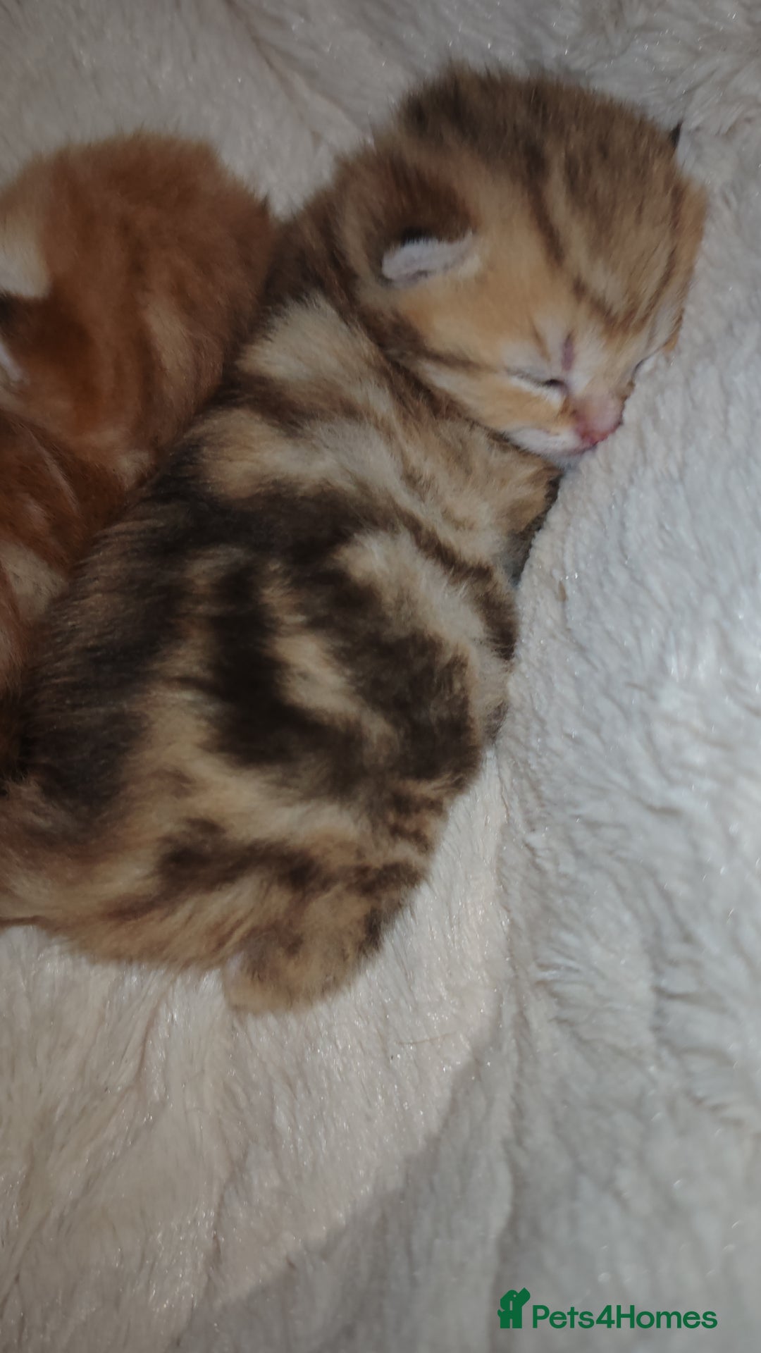 British Shorthair cats for sale: Stunning pedigree BSH Golden black Chinchilla  - Advert 7