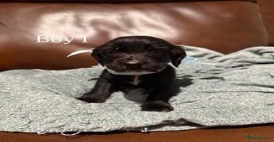 Cocker Spaniel dogs - Advert 6