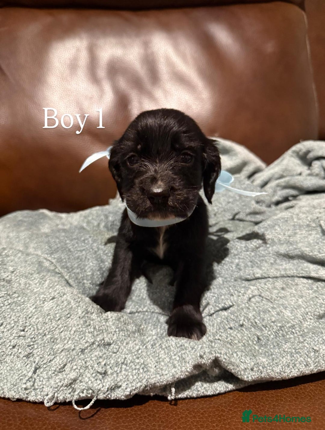 Cocker Spaniel dogs for sale: Cocker spaniel puppies  - Image 2