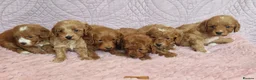 Cockapoo dogs for sale: Beautiful health clear Cockapoo's in Staines - Advert 28