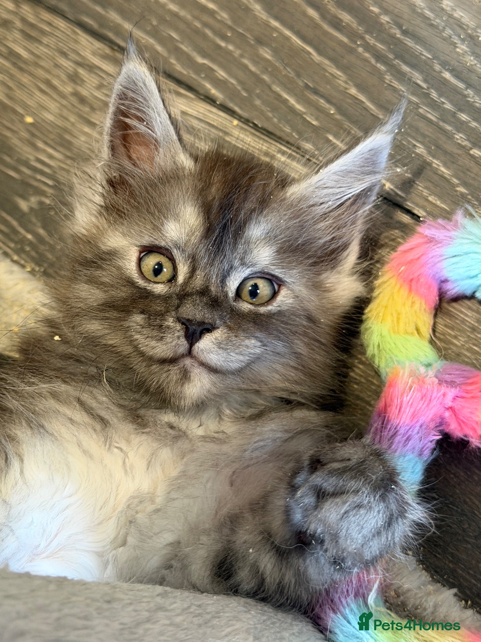 Maine Coon cats Beautiful black smoke & silver shaded Maine coons  - Advert 1