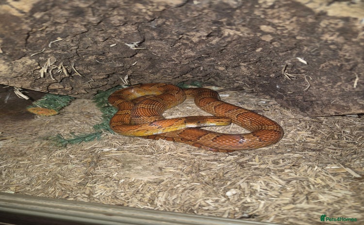 Corn Snake reptiles - Advert 6