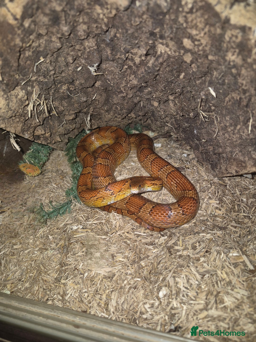 Corn Snake reptiles for sale: California corn snake + setup - Image 1