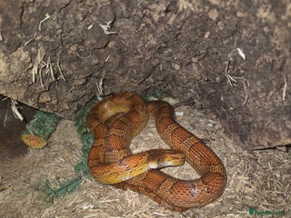Corn Snake reptiles - Advert 2