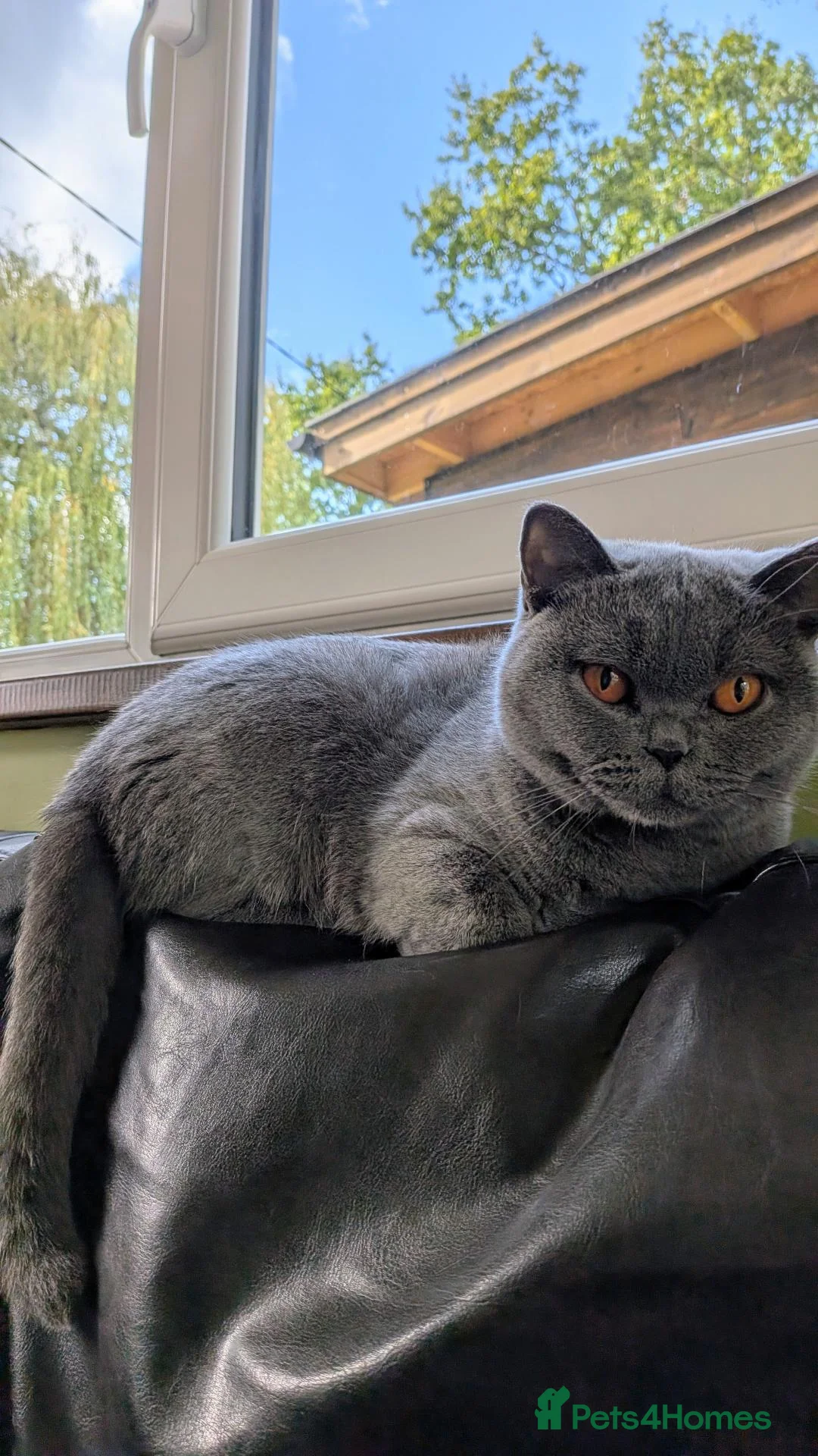 British Shorthair cats for sale: Beautiful British Shorthair Female 2.5 Years Old - Advert 2