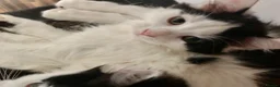 Mixed Breed cats for sale: Main Coon Mix Kittens looking for a home  - Advert 6