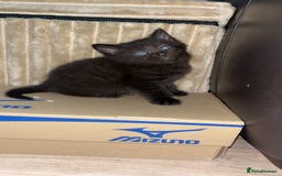 Mixed Breed cats for sale: Adorable friendly kittens - Image 1