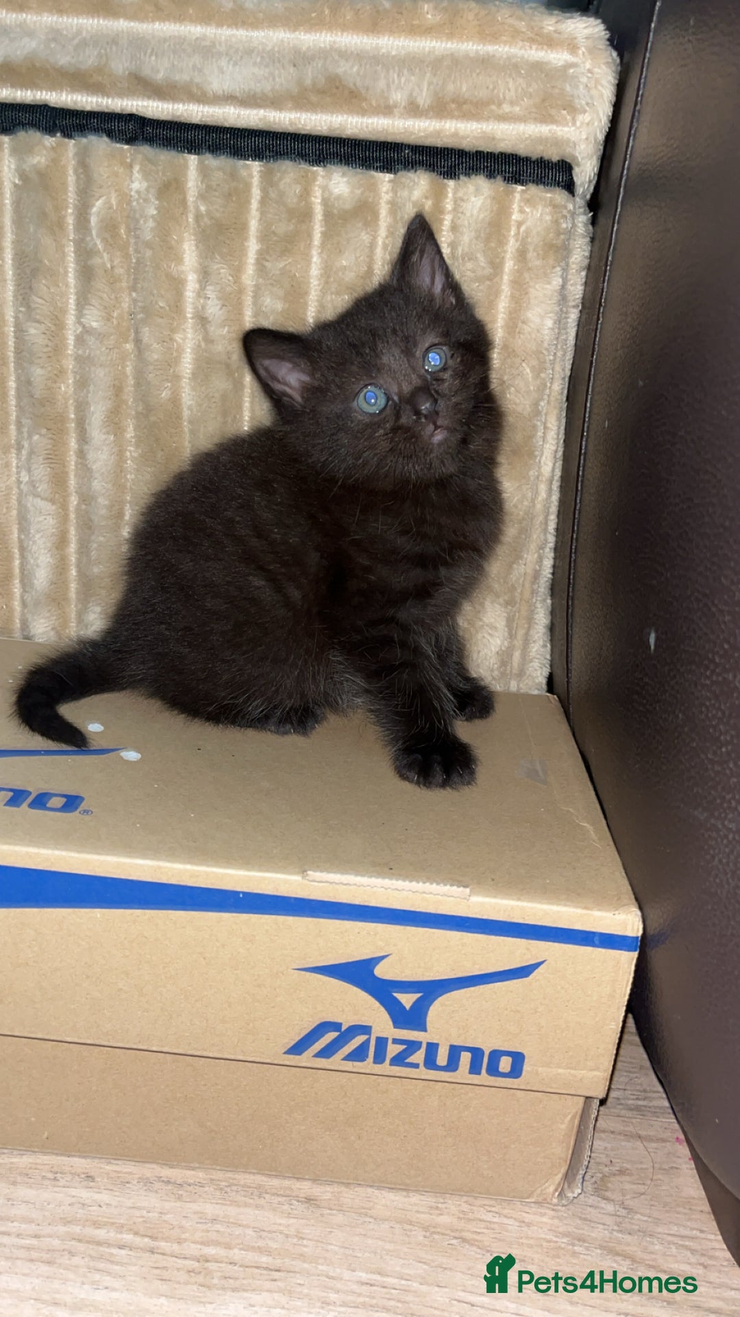 Mixed Breed cats for sale: Adorable friendly kittens - Image 1